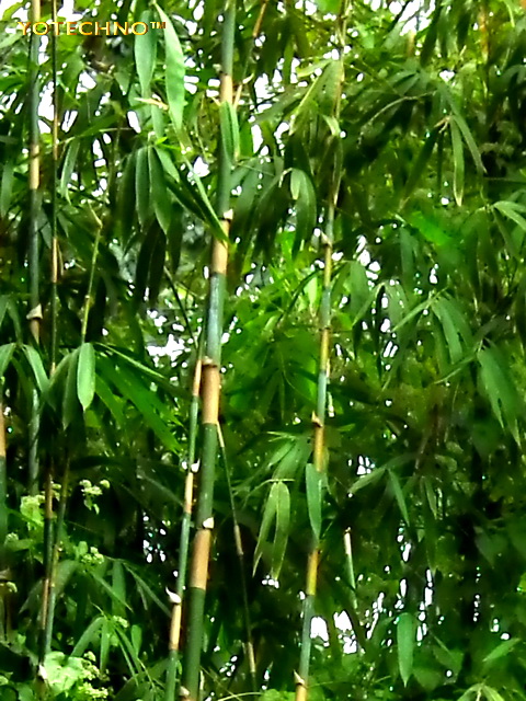 Kegunaan Bambu  Berdasarkan Jenisnya belle journ e